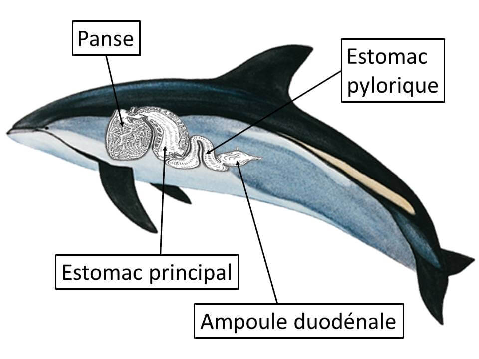 Schéma du système digestif d'une baleine.