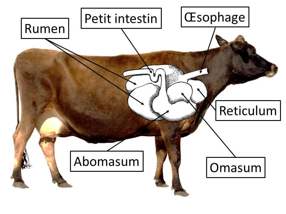 Schéma du système digestif d'une vache.