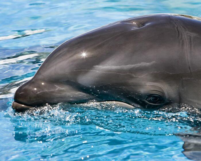 La tête du dauphin hybride Kawili Kai sortant de l'eau