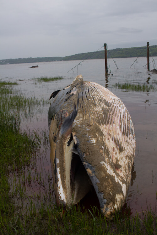 Minke whale carcass