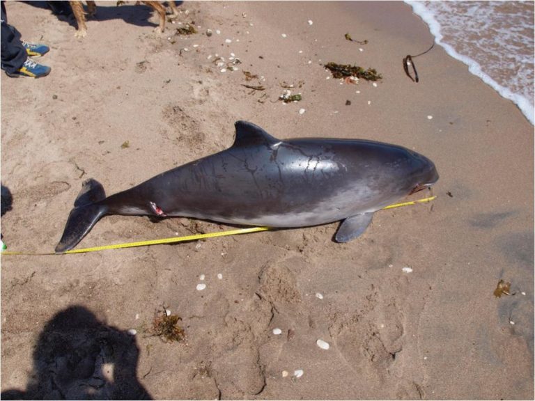 How do we measure the length of a whale? - Baleines en direct