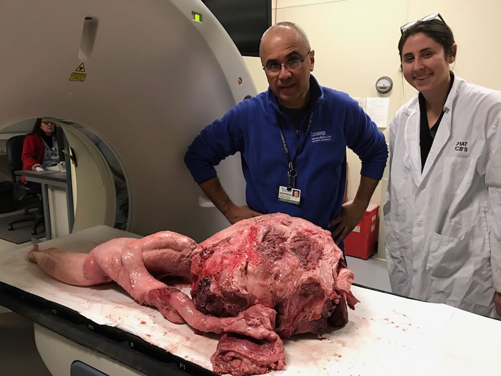 La chercheuse Dara Orbach et le vétérinaire et radiologiste Mauricio Selano, à côté d’un pénis d’épaulard, prêt à être numérisé dans un CT-scanner. La partie a été prélevée sur une carcasse d’un animal mort d’une cause naturelle, spécifie la chercheuse.