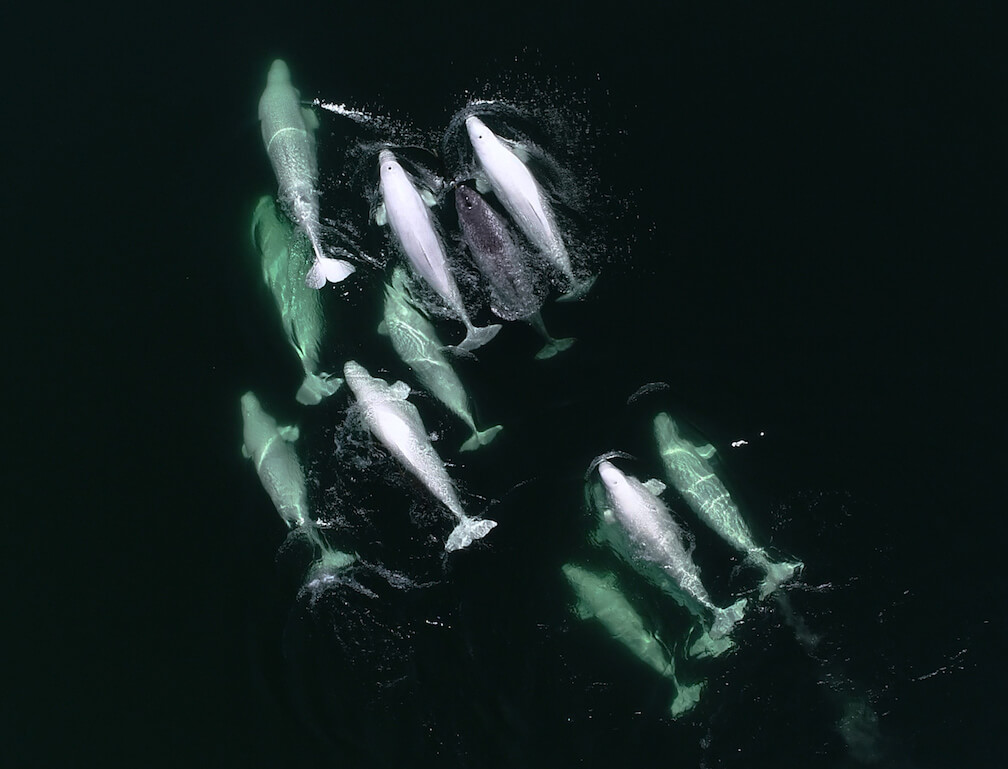 A narwhal among the beluga whales.