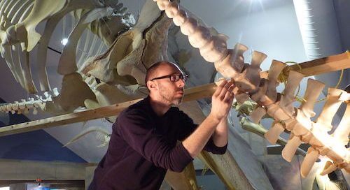 Montage d'un squelette de mammifère marin dans le musée du GREMM