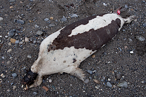 Adult harp seal carcass
