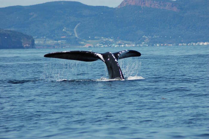 Right whale tail