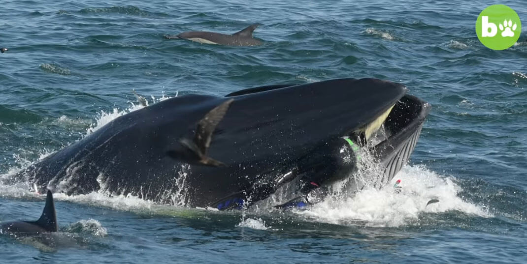 Un Plongeur Dans La Bouche D Une Baleine Baleines En Direct