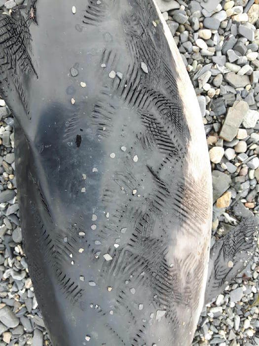 Tooth marks are evident on the harbour porpoise skin.