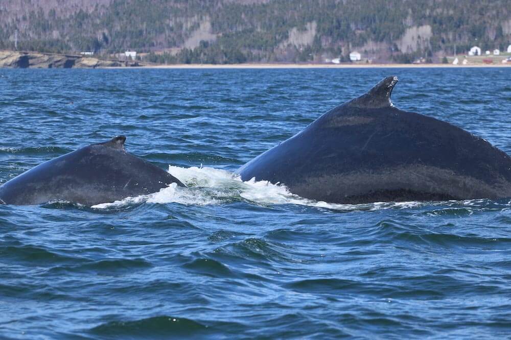 Rorqual à bosse avec son veau