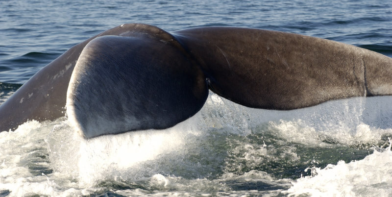 Queue d'une baleine, crédit photo Jean Lemire