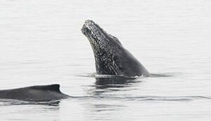 A head of a humpback whale getting out of the water