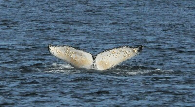 Un queue de baleine à bosse garnie de balanes.