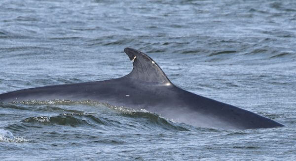 A minke whale with a scar on it's dorsal fin