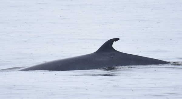 Un petit rorqual avec une bonne entaille à la nageoire