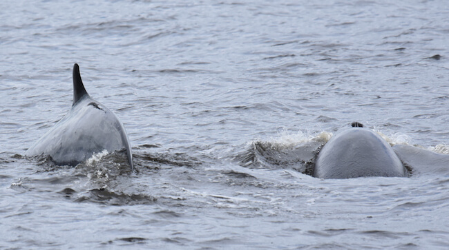 A minke whale and a calf