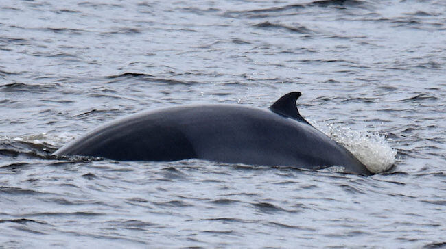 Un gros plan du baleineau petit rorqual.