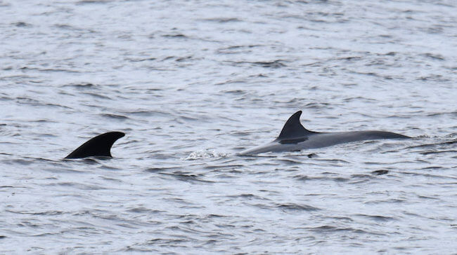 A minke whale and a calf