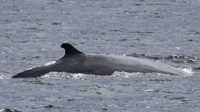 Un rorqual commun à la surface de l'eau