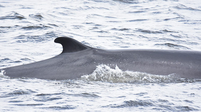 Un rorqual commun à la surface de l'eau