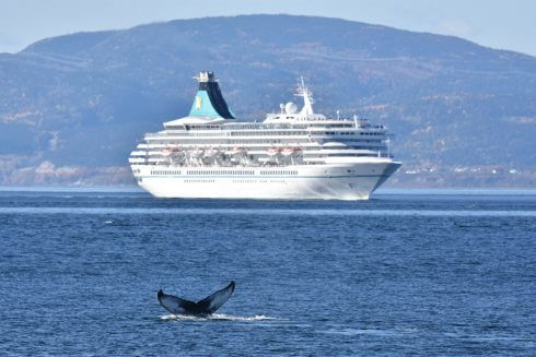 Queu de baleine à bosse devant un bateau de croisière