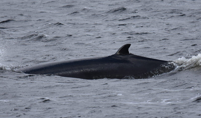 A minke whale