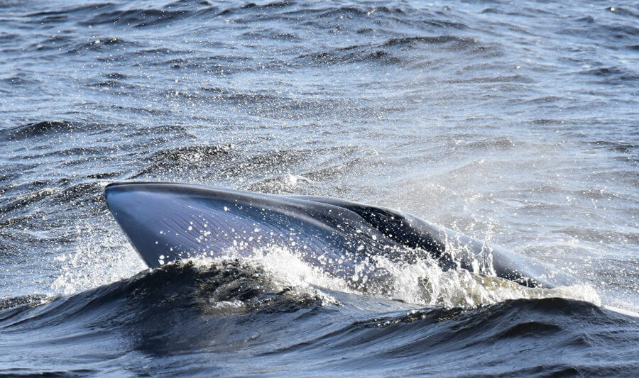 A minke whale