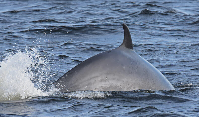 A minke whale