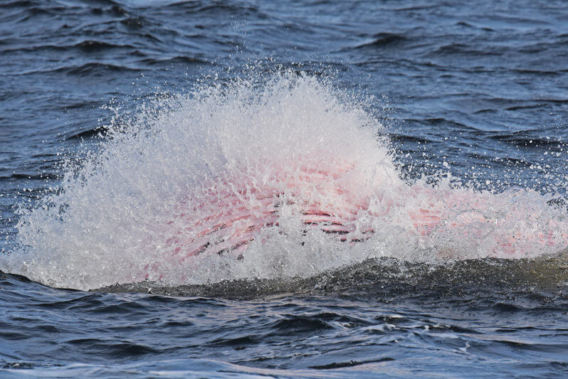 A minke whale