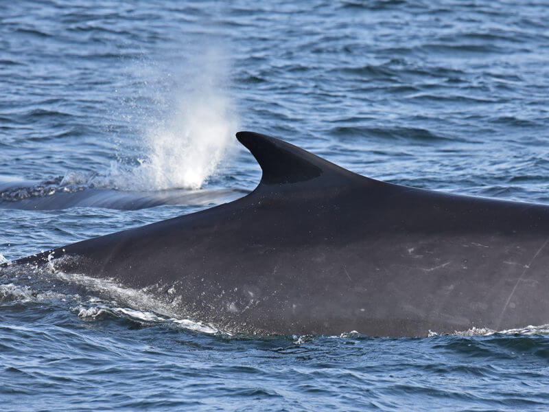 Two fin whales