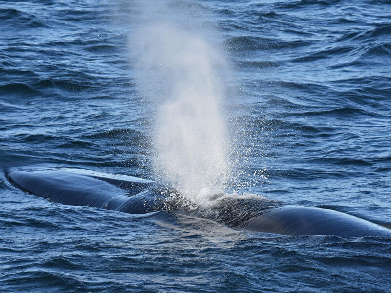 Un rorqual commun souffle à la surface le 1er novembre.