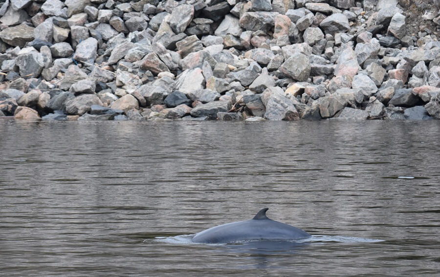 Un petit rorqual 