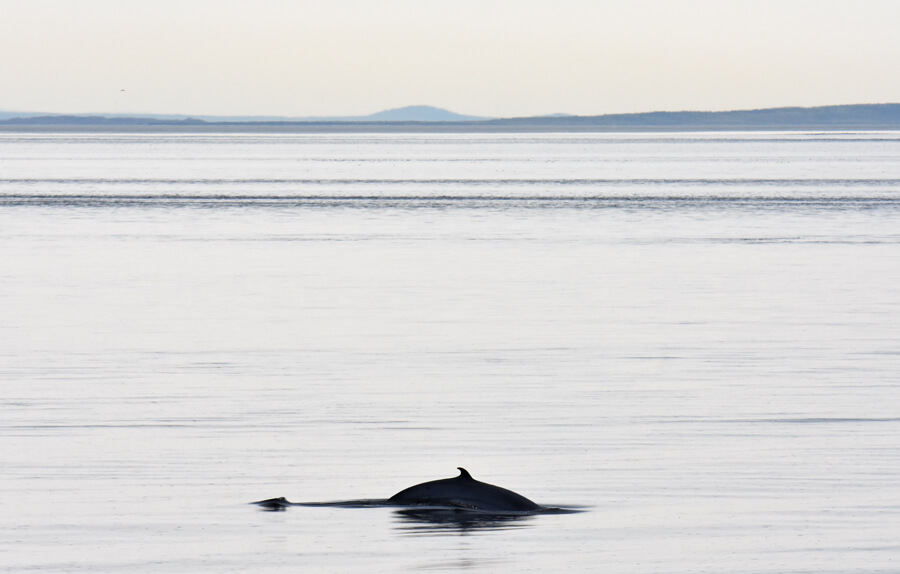 A minke whale