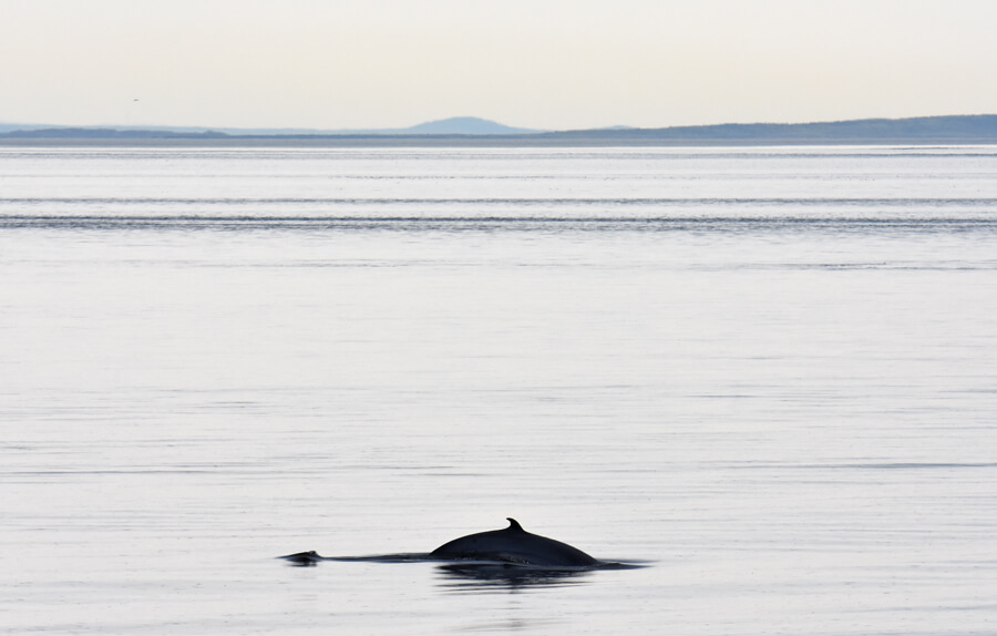 a minke whale