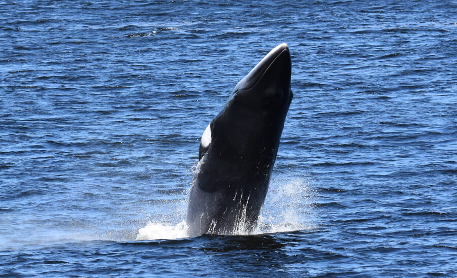 Un petit rorqual en saut