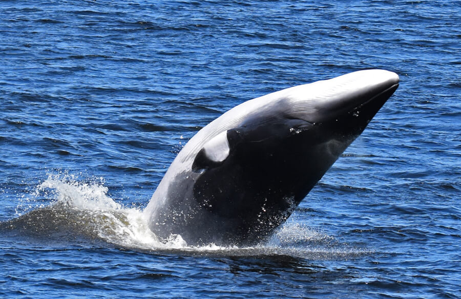 Un petit rorqual en saut