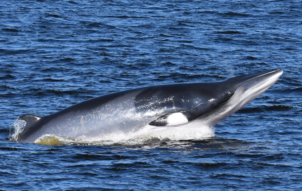 Un petit rorqual en saut