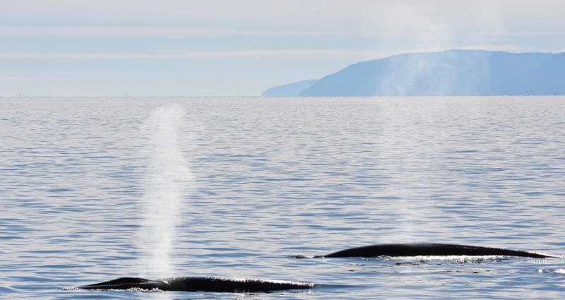 Two fin whales