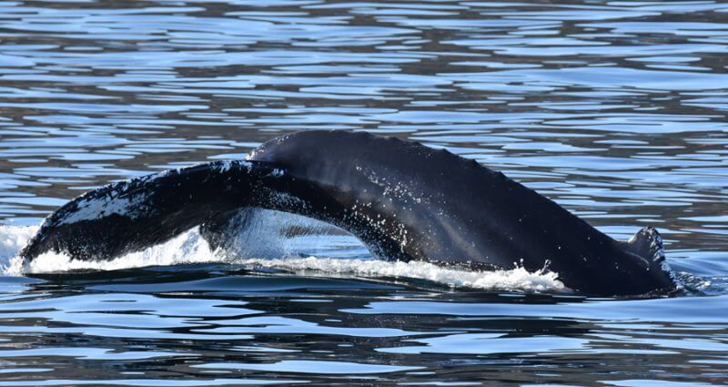 A juvenile humpback with its uniquely patterned tail fluke. 