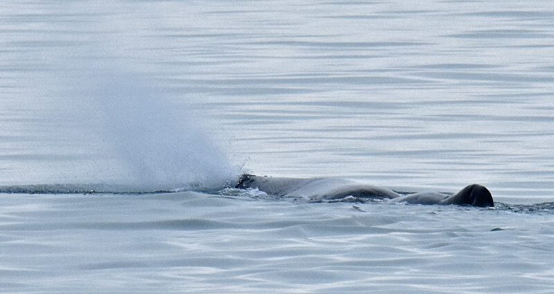 A sperm whale