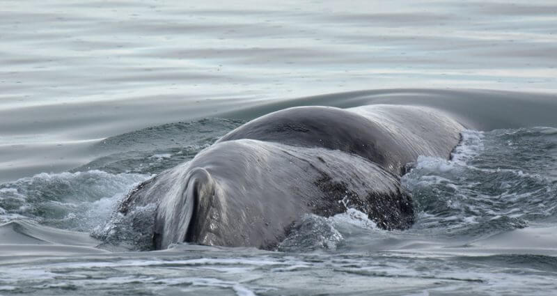 A sperm whale