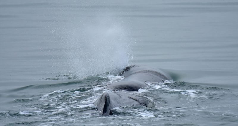 A sperm whale