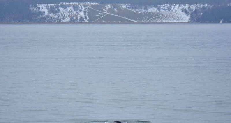 A sperm whale