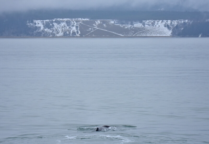 A sperm whale