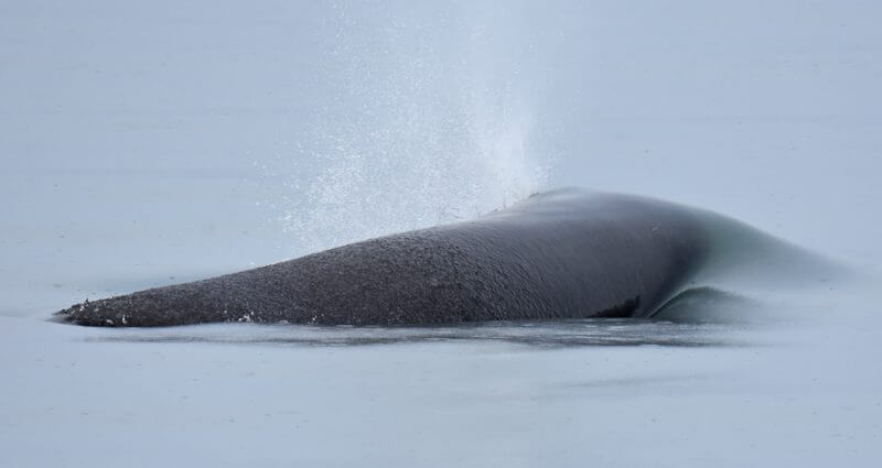 A sperm whale