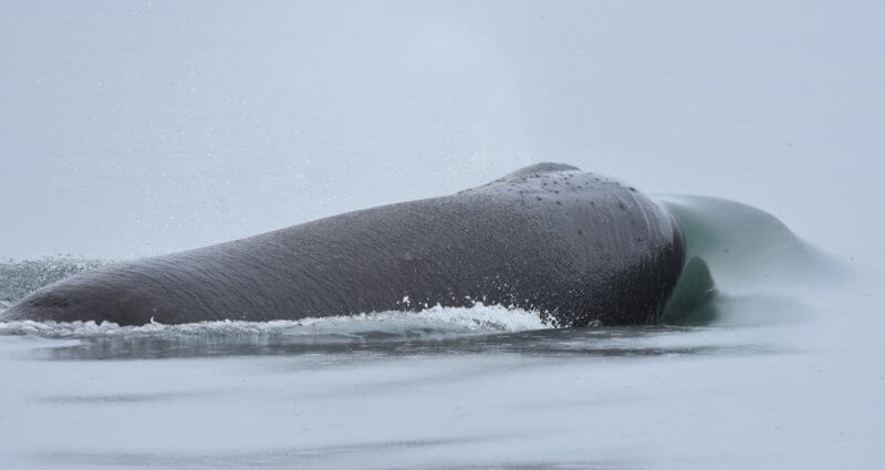 A sperm whale