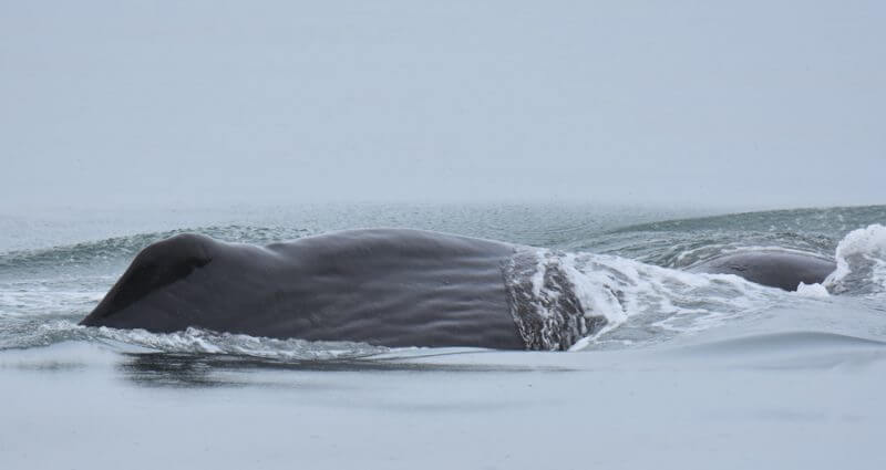 A sperm whale