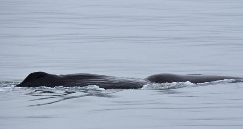 A sperm whale