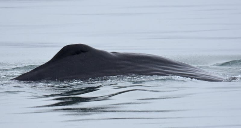 A sperm whale