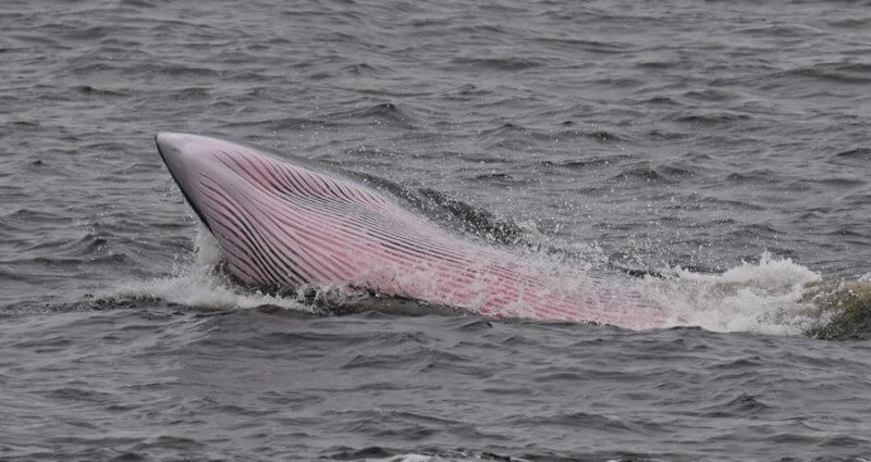 Skeleton - Baleines en direct