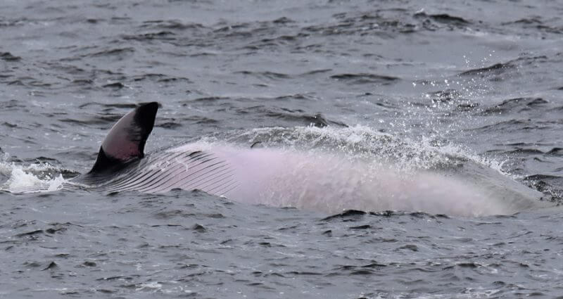 Un petit rorqual en alimentation